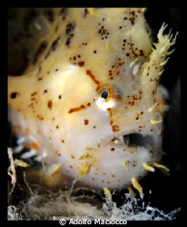 Sargassum Anglerfish
It took me 20 min. to get this litt... by Adolfo Maciocco 